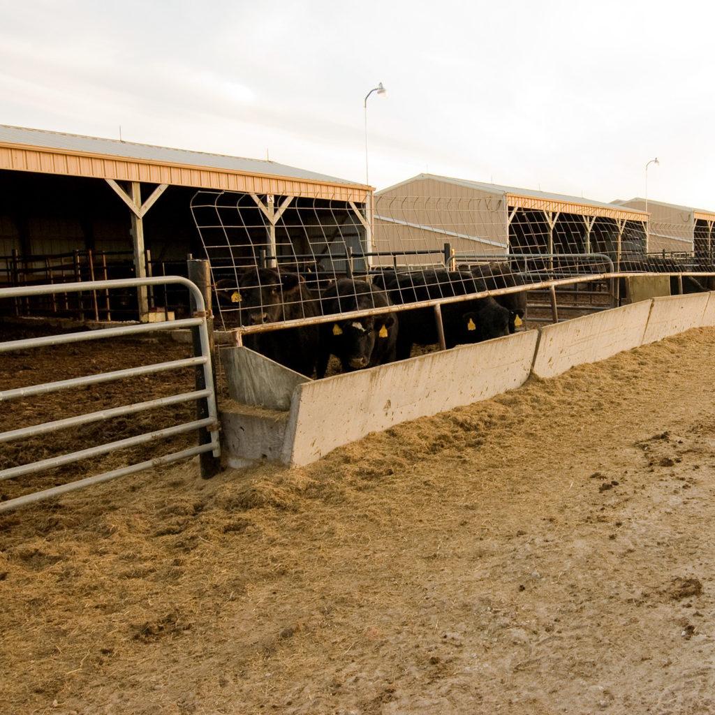 Orr Beef Research Center